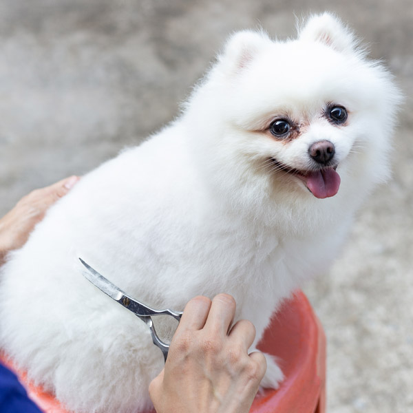 Ark Animal Hospital Veterinary Services Bathing and Grooming